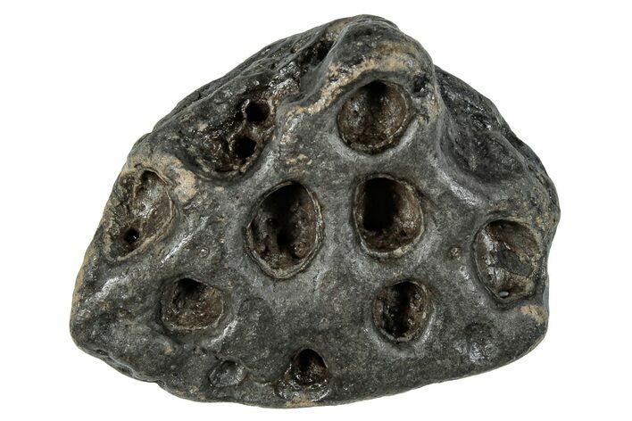 Fossil Crocodile Dermal Scute - South Carolina #287277